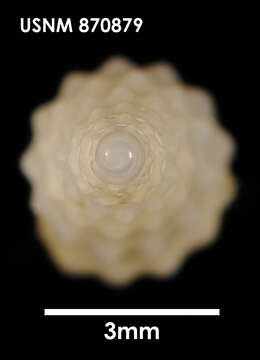 Image of Drilliidae Olsson 1964