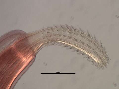 Image of Gnathifera