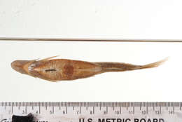Image of Minnows and Suckers