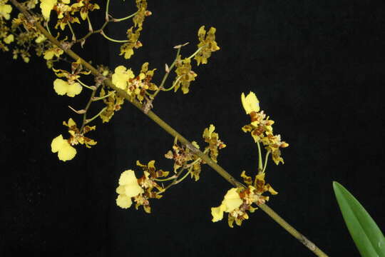 Image of Monocots