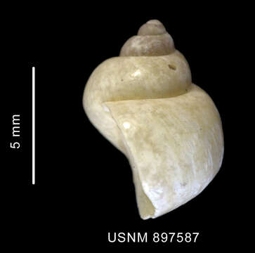 Image of Littorinimorpha