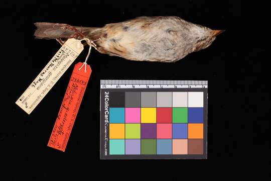 Image of Swamp Sparrow