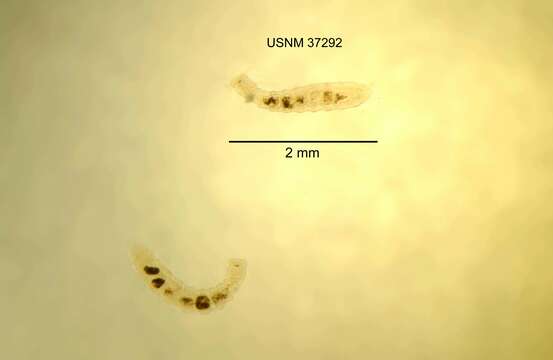 Image of segmented worms