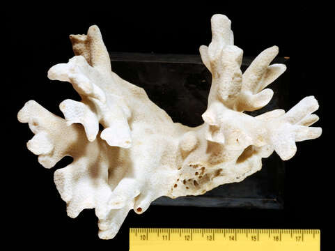 Image of Poritidae Gray 1840
