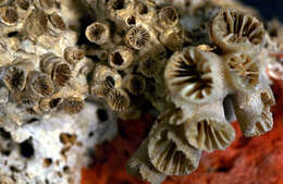 Image of daisy cup coral