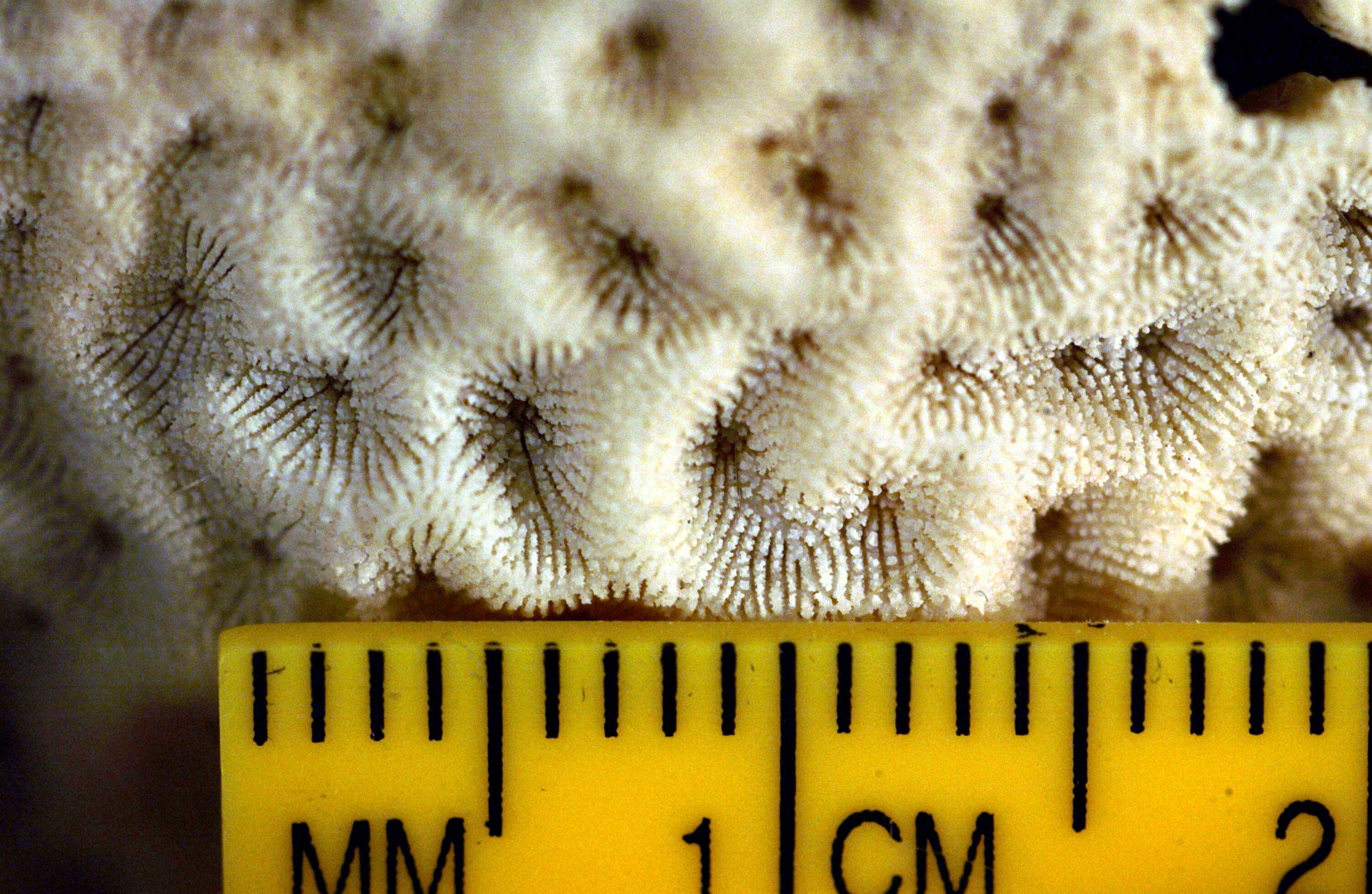 Image of Coscinaraeidae Benzoni, Arrigoni, Stefani & Stolarski 2012