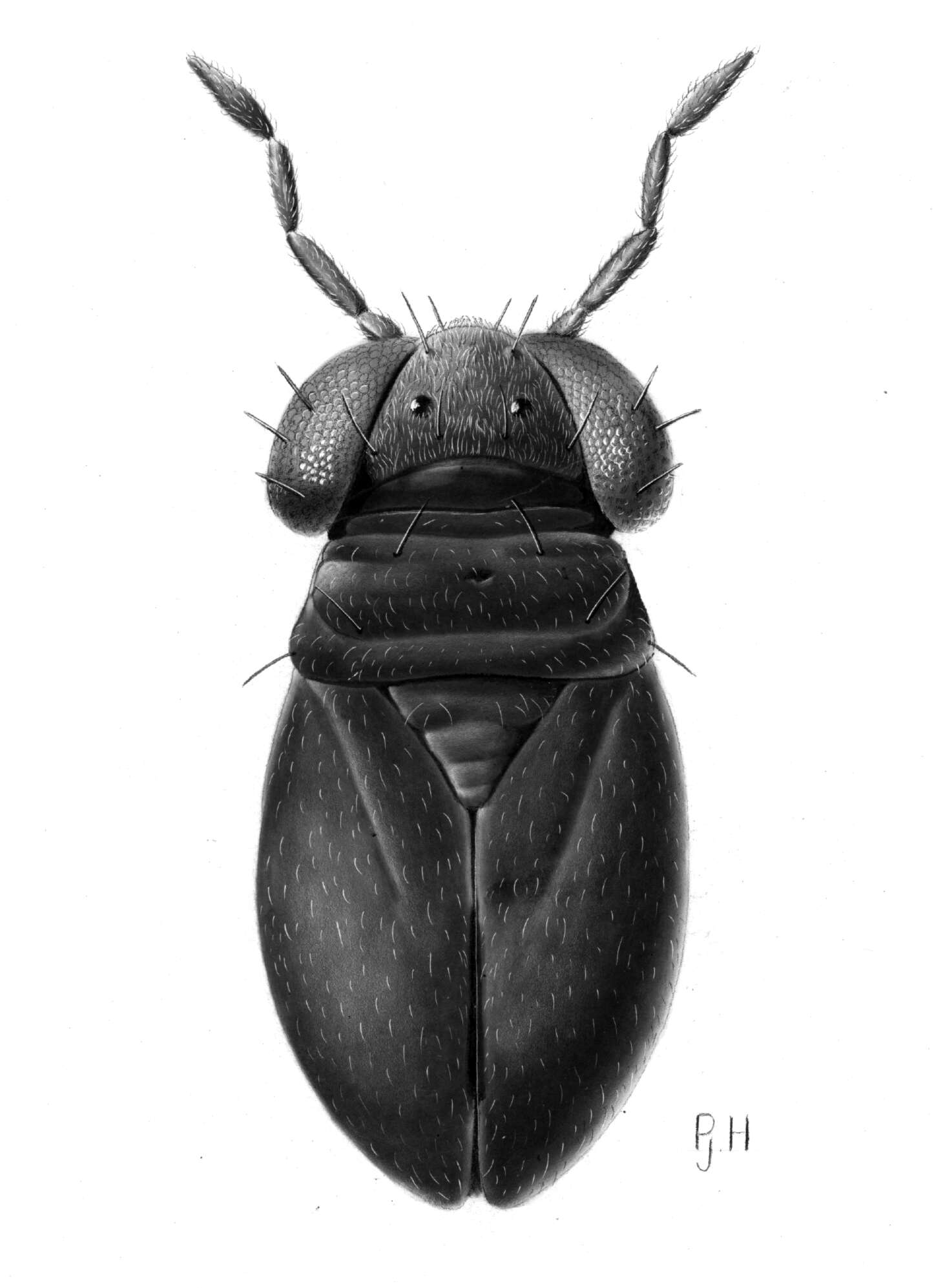 Image of intertidal dwarf bug