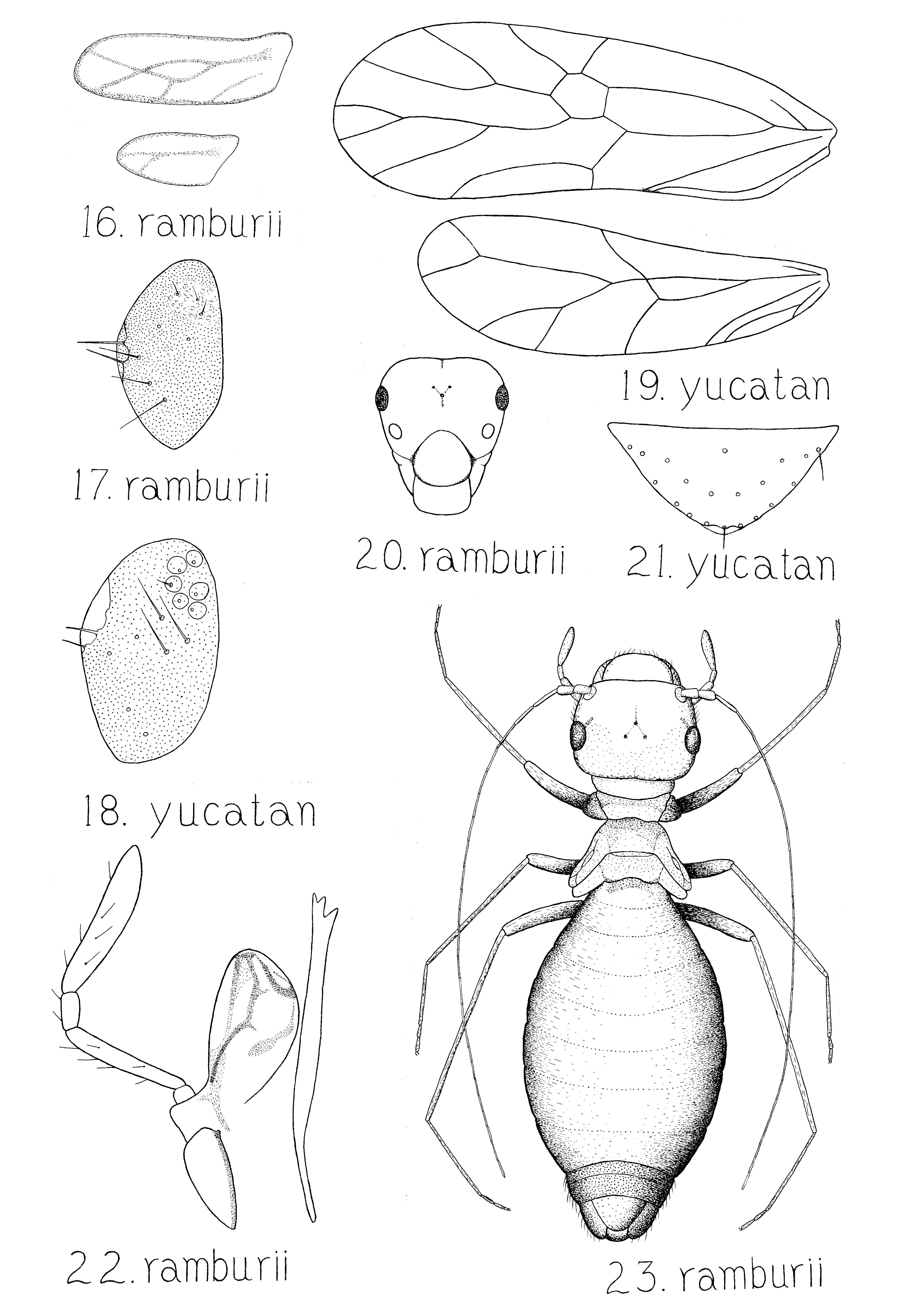 Image of Paraneoptera