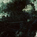 Image of Oldeania alpina (K. Schum.) Stapleton