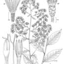 Image of Trepadonia mexiae (H. Rob.) H. Rob.