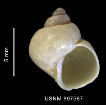 Image of Littorinimorpha
