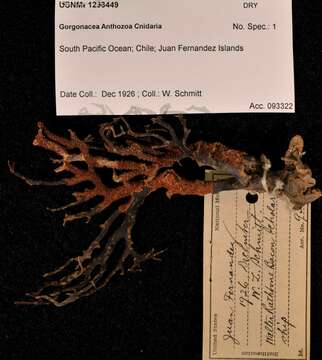 Image of Plexauridae Gray 1859