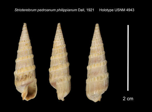 Image of snails