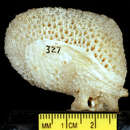 Image of Alveopora verrilliana Dana 1846