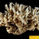 Image of Scalpel Coral