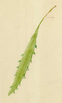 Image of Pseudorhipsalis ramulosa (Salm-Dyck) Barthlott