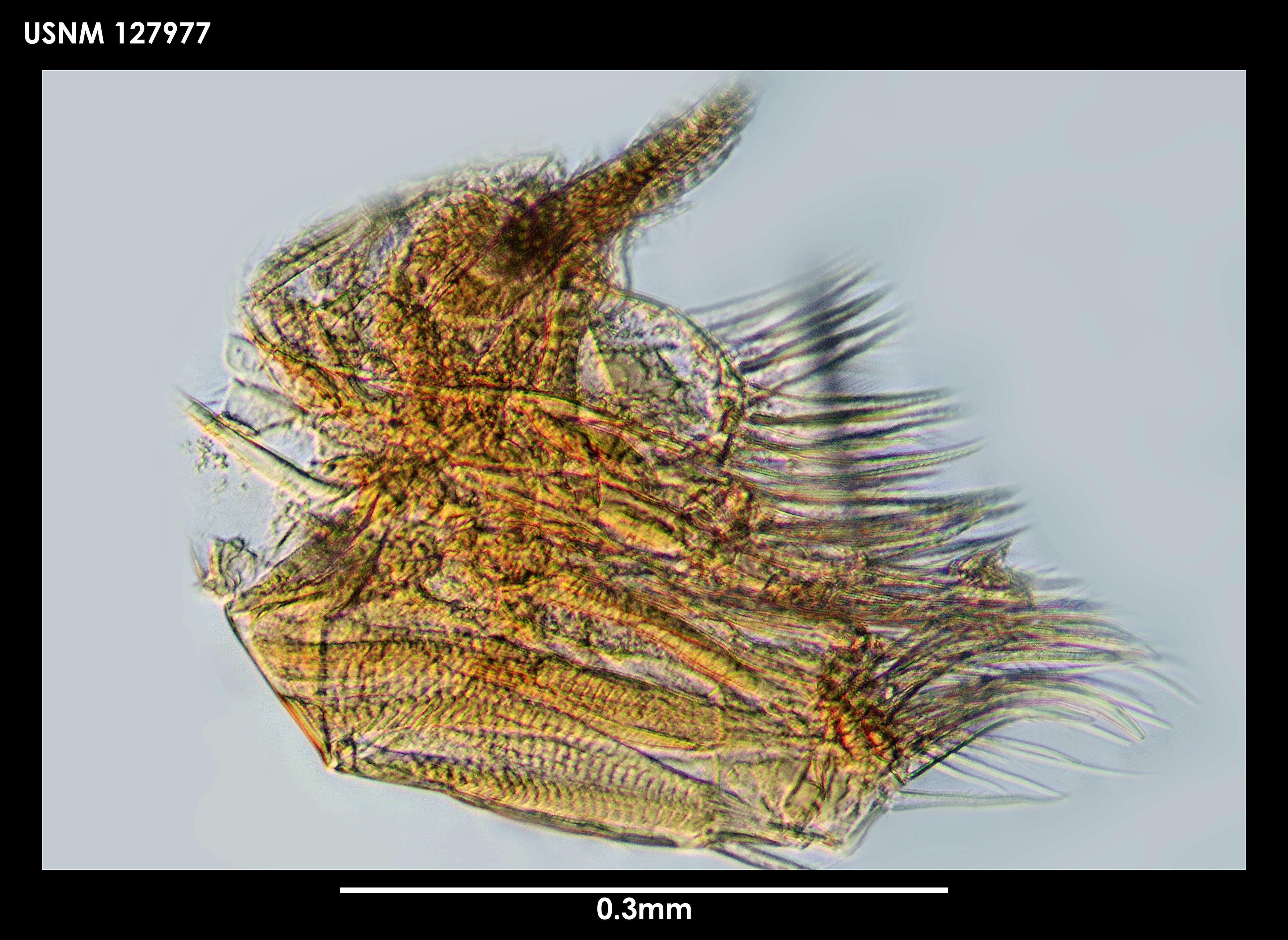 Image of Philomedidae Müller 1906