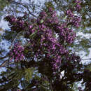 Image of violet tree