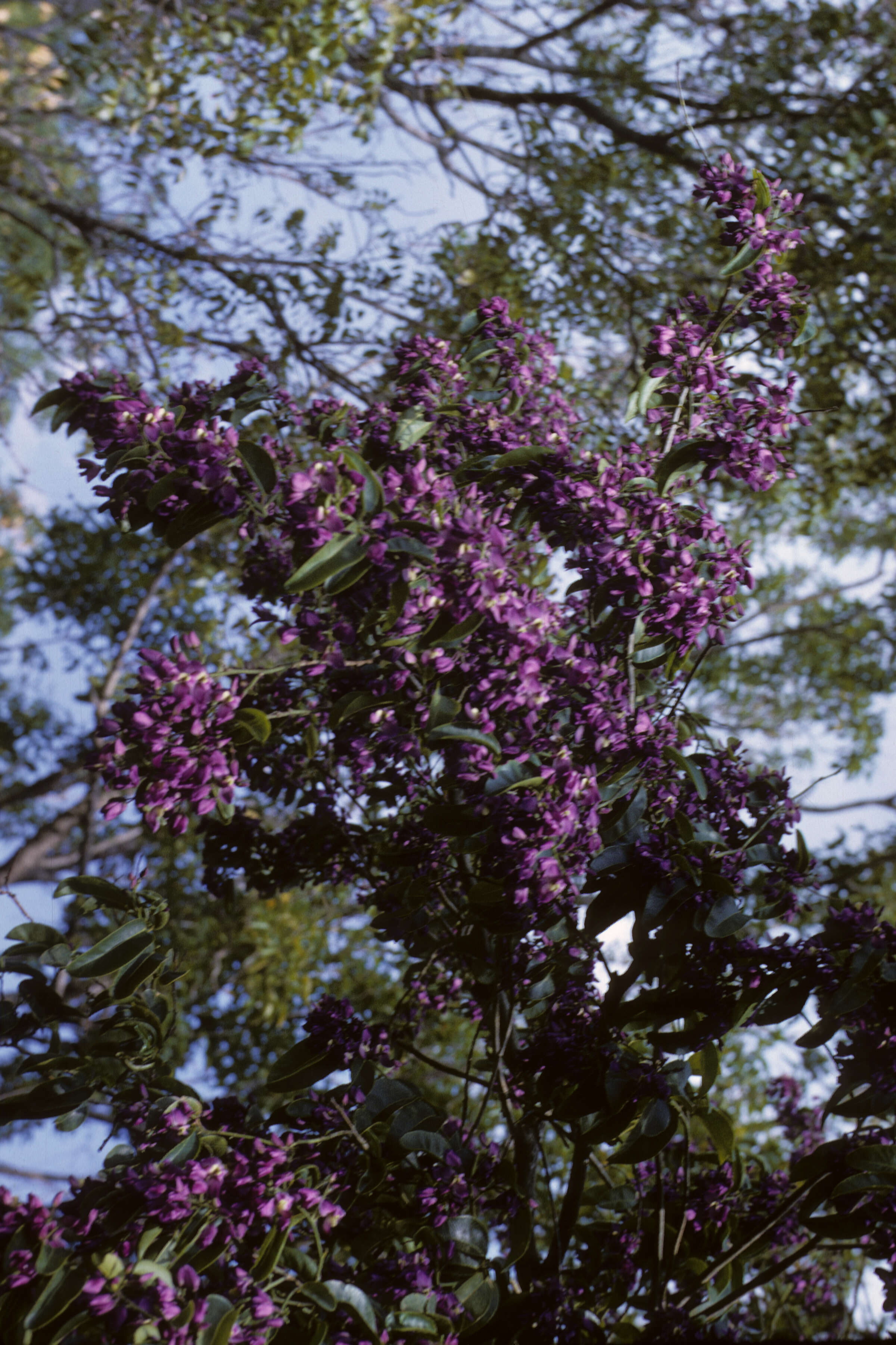 violet tree - Encyclopedia of Life