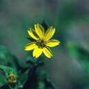Image of smallflower creepingoxeye
