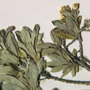 Image of Columellia oblonga subsp. sericea (Kunth) Brizicky