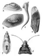 Image of Cimicoidea