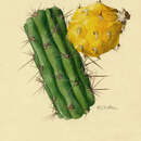 Image of Aboriginal Prickly-apple Cactus