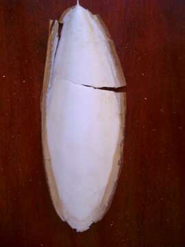 Image of Lophozoa