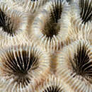 Image of Brain coral