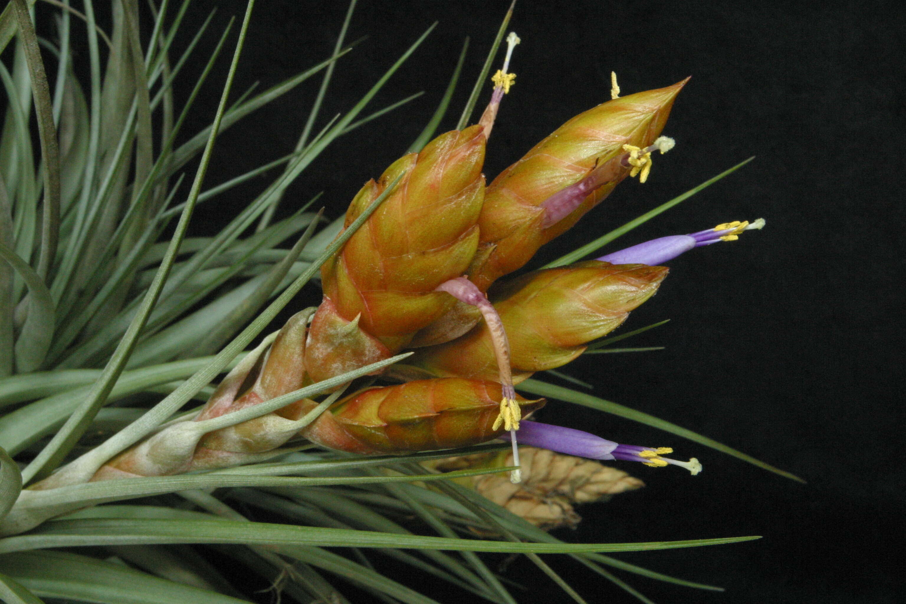 Image of bromeliads