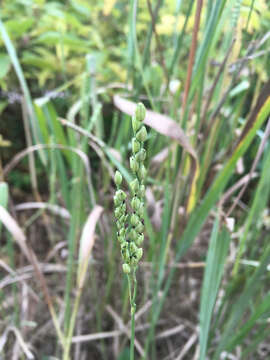 Image of crowngrass