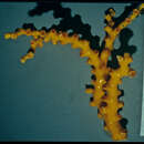 Image of <i>Dendrophyllia johnsoni</i> Cairns 1991