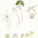 Image of Angraecum curnowianum (Rchb. fil.) T. Durand & Schinz