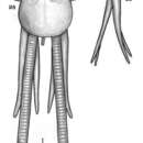 Image of Lernanthropus leidyi Wilson C. B. 1922