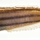 Image of Hairytail fangblenny