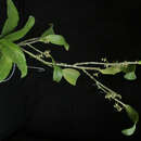 Image of <i>Dendrobium comatum</i> (Blume) Lindl.