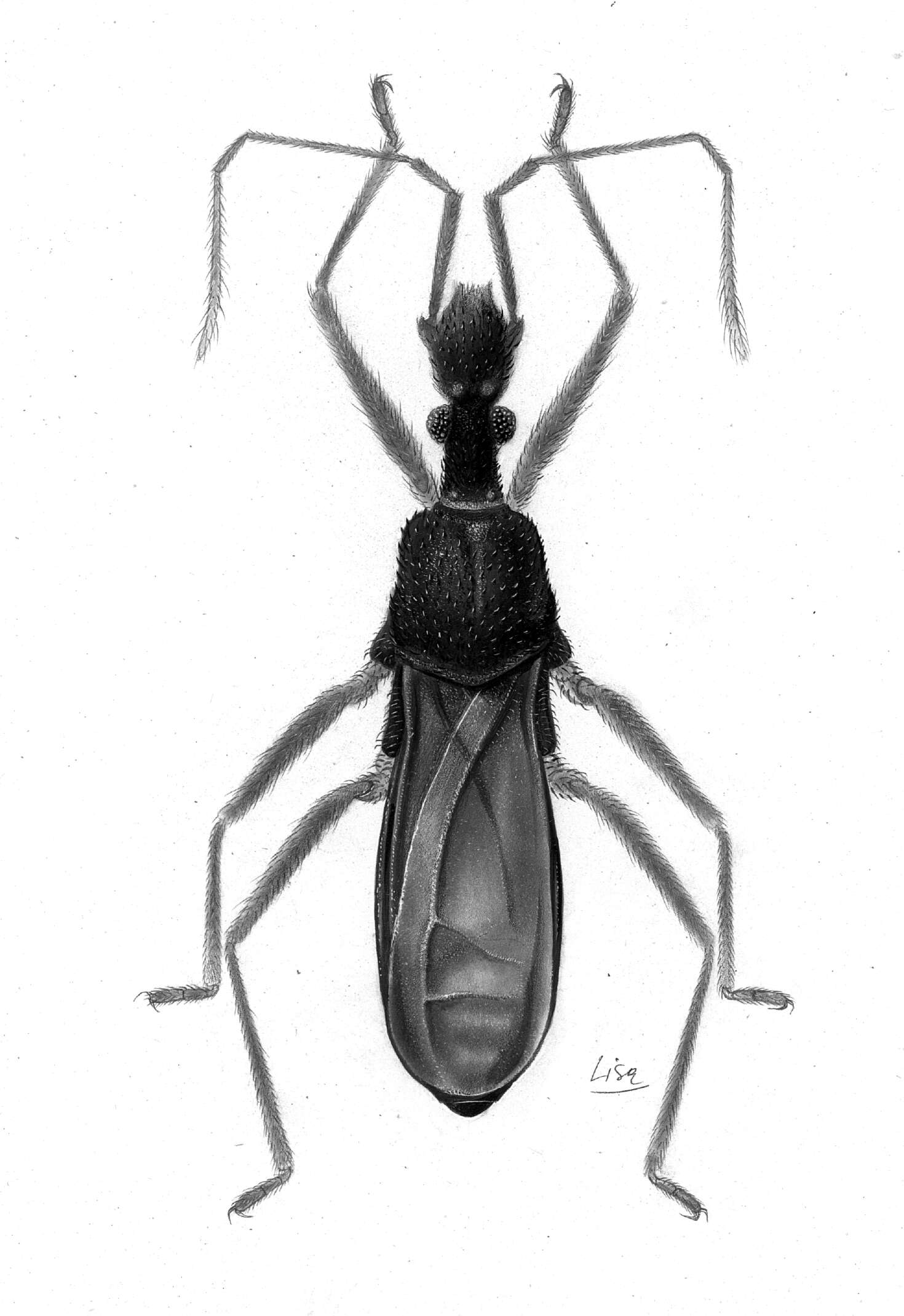 Image of Semiaquatic Bugs