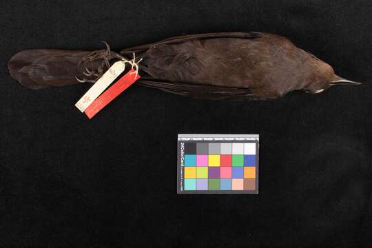 Image of Great-tailed Grackle