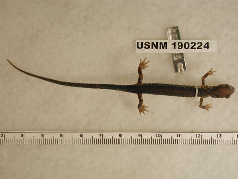 Image of Woodland salamander