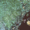 Image of Caulerpa fastigiata