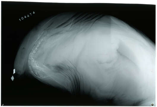 Image of Hexanchus