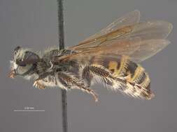 Image of scoliid wasps