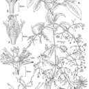 Image of Schiedea diffusa subsp. diffusa