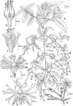 Image of spreading schiedea