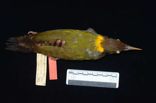 Image of woodpeckers and relatives