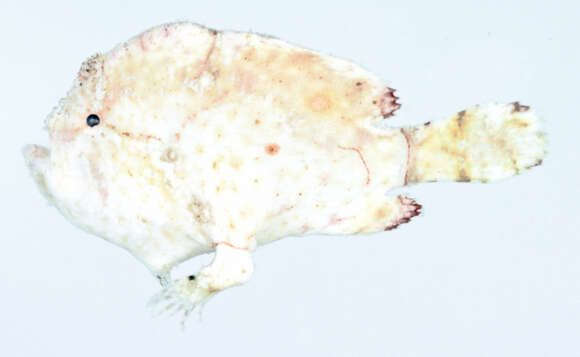 Image of frogfishes
