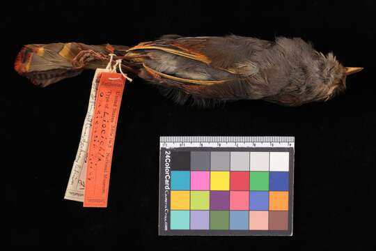 Image of Liocichla Swinhoe 1877