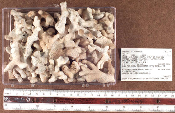 Image of Pocilloporidae Gray 1840