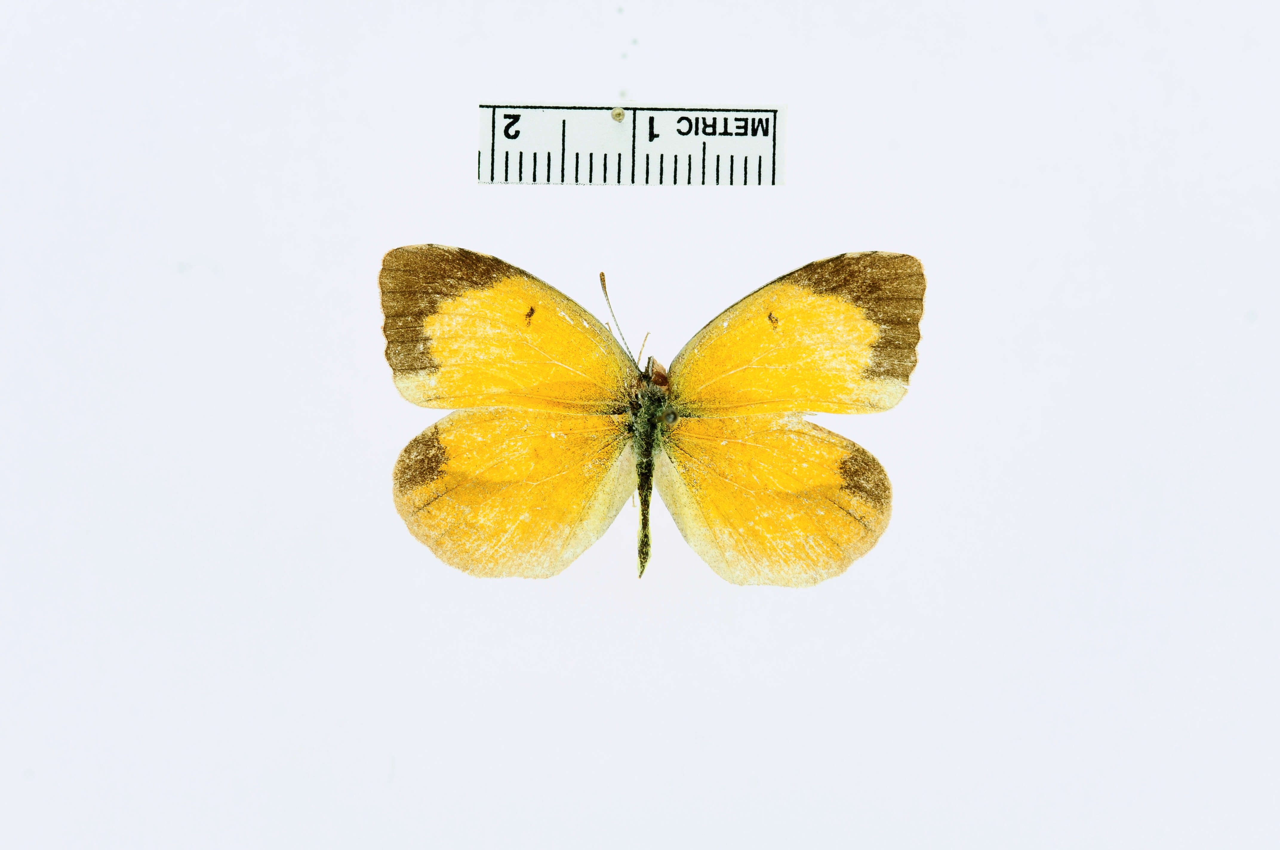 Image of butterflies