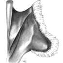 Image of Lasioglossum xyriotropis McGinley 1986